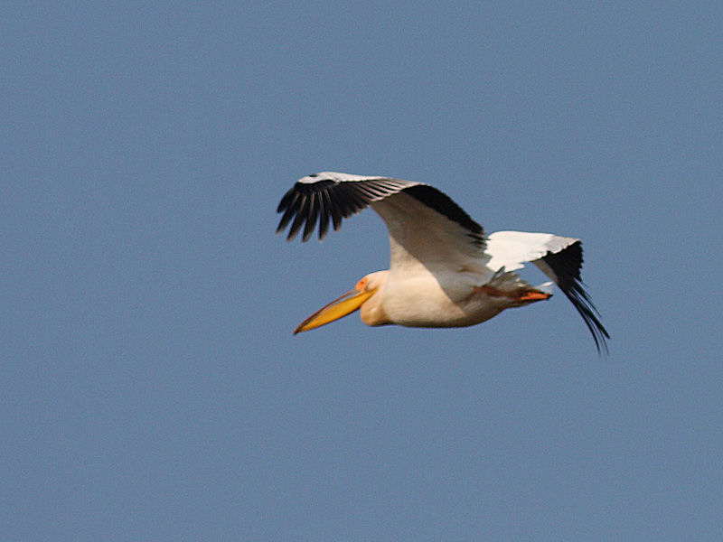 Pellicano Fiorentino - Pelecanus onocrotalus